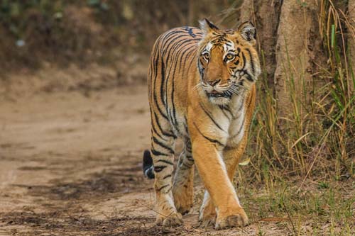 Corbett Tour Packages