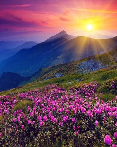 Valley of Flowers